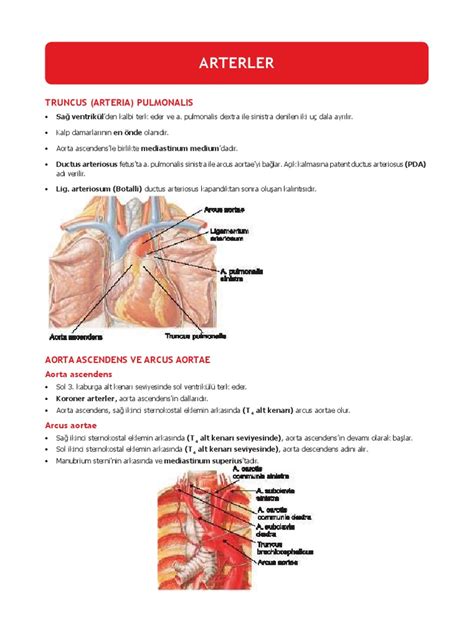Tus anatomi pdf